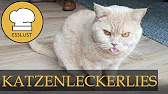 KATZENLECKERLIS selber machen